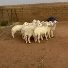 خرفان 11