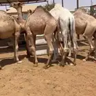 حاشي قعدان قصب عدد 6