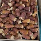 صقعي مطوق فاخر