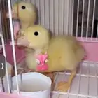 بطات للبيع