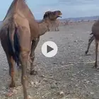 جمل احمر للبيع