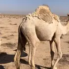 قعود للبيع