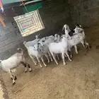 غنم بيشي بلدي للبيع المخواه