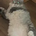 قط لتبني
