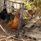 للبيع عدد 9 دجاج .. مع ديك .. نظيف
