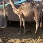 خيبر
