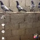 حمام
