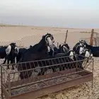 تيس عارضي فحل