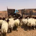 عرضين رخال نعيم وحريات