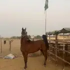 فرس شعبيه ماشاءالله تبارك الله فاخره لقاح
