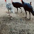 دجاج رومي صحه ونظافه لا يسوم الا الصامل