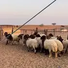 عرضين خرفان ورخال نعيم