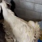 تيوس طيبه