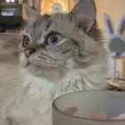 قطه تزاوج