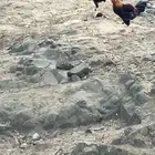 ديوك بلدي