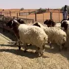خرفان نعيم طيبه