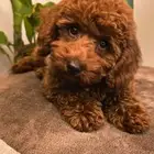 Pomeranian  mini toy poodle  yorki