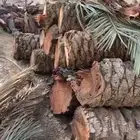للبيع جذوع نخل