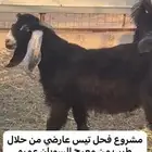 تيس صنف مشروع فحل