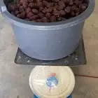 للبيع تمر حلوه الروضه