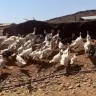 دجاج رومي