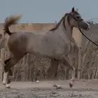 مهره شعبية جزيريه