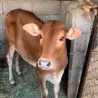 عجله بلدية