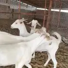 ماعز