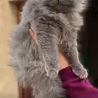 قطه لتبني