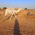 ناقه وضحى عشرا للبيع