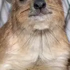 وبر نجدئه