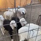 للبيع طليان ورخال حري