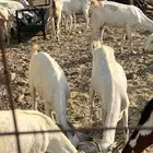 معزا عدد 30 للبيع بمكه   اللحيانيه
