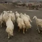 غنم مقاني