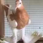 طبات نفاخ مسوبع