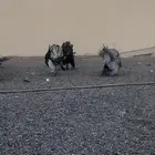 ديوك رومي