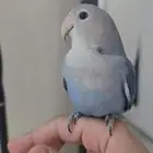 روز أليف