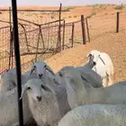 هرافى حريات طيبه