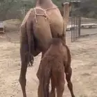خلفة مصغر صفراء ساحلية