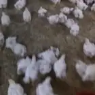 دجاج مبرد طازج