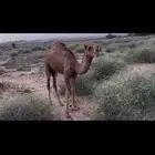 قعود ساحلي