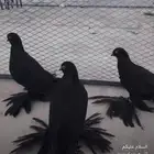 حمام تركي جوزين