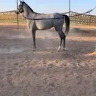 مهر شعبي