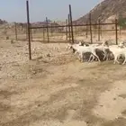معزا عدد 15 راس حد 330 ريال