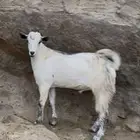ذبايح للبيع