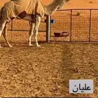 قعود حيسوني جدة عليان الهرش بعير حمد