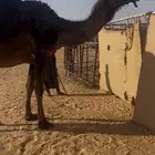 مصعد ام ثالث