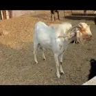 تيس فحل
