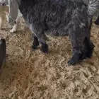 تيوس عوارض