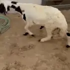 سواكني مرابي عل شعير
